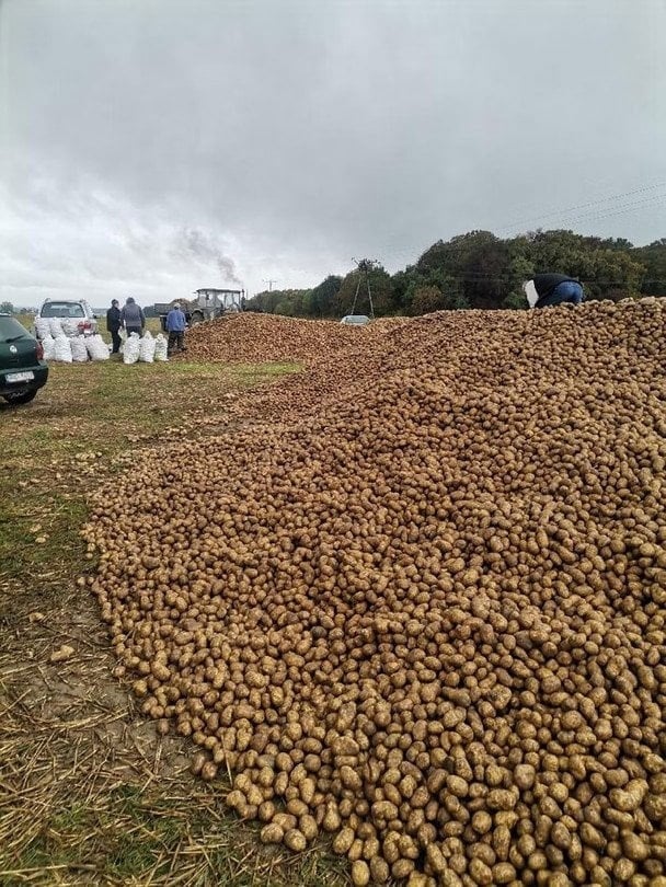 Tarladan 150 ton kartof oğurlandı